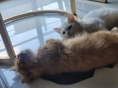 active Persian kittens