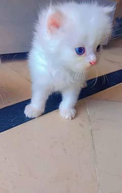 Persian cat My WhatsApp number 0326/74/83/089