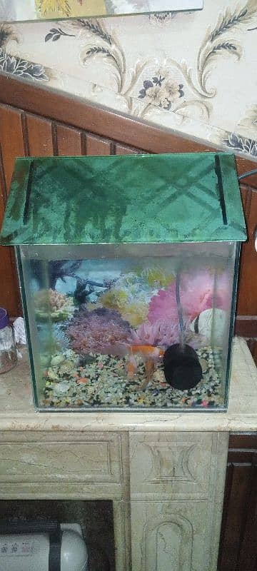 Aquarium for Sale 0