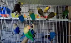 Sunday Sale Offer/Love Birds/ Breeders / Mutations