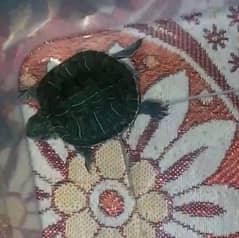 Red eyer slider turtle for sale Baby size