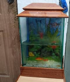 aquarium with 2 fish