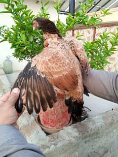 aseel hen for sale