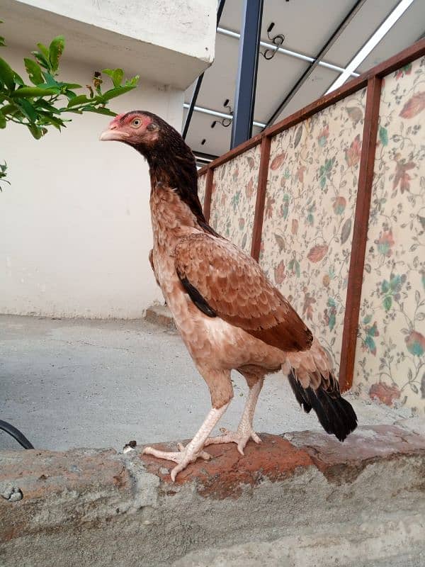 aseel hen for sale 1