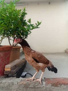 aseel hen for sale