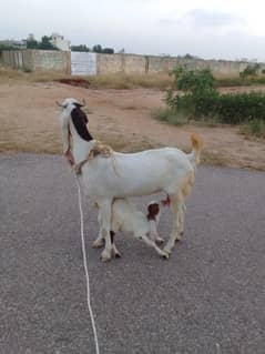 6 dant ki bakri with female kid