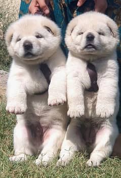 king alabai pair dog Male and female age 2month for