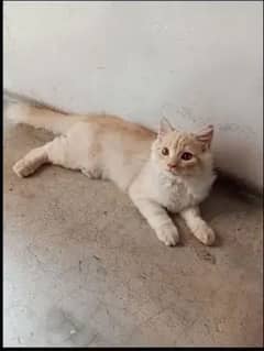 Persian Male Cat for sale