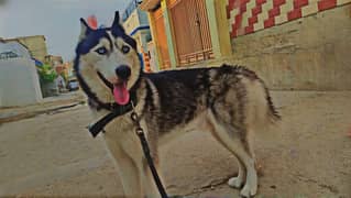 Siberian Husky (Male) - Well Trained