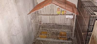 Lovebirds and cages for sale