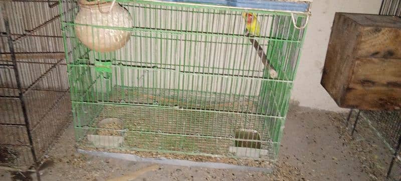 Lovebirds and cages for sale 2