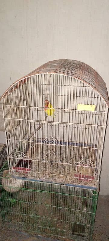 Lovebirds and cages for sale 3