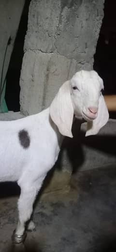 MASALLAH RAJANPURE BAKRA BEST FOR 2025 QURBANI