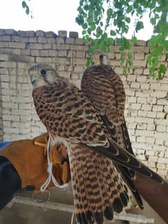 beautiful bird pair