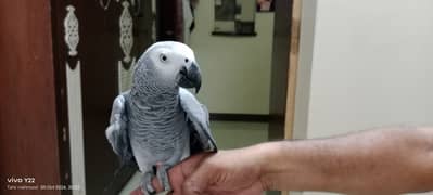 Gray perrot female