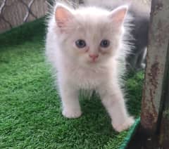 Persian kittens | Triple Coated | Male and Female Available