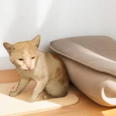 Scottish fold cat. female cat [back ground is fake but cat is real]