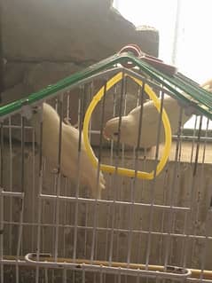 love birds fical pair sell