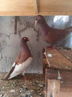 sherazi pigeons iaraili