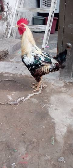 desi rooster murga