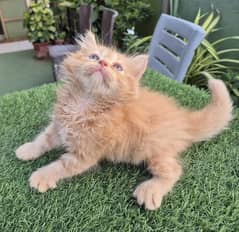 Ginger Fluffy Pure Persian,Kitten Persian cat| cute face kittens