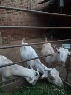 3 goats for sale