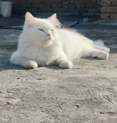 Turkish Angora
Cat breed