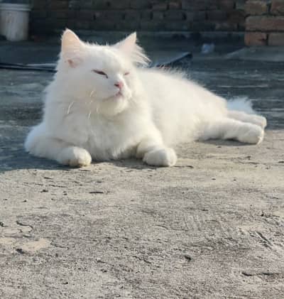 Turkish Angora Cat breed