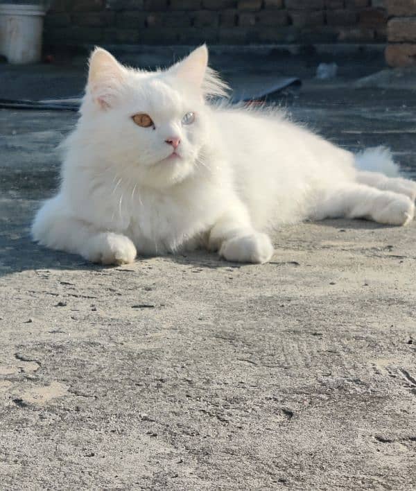 Turkish Angora
Cat breed 1