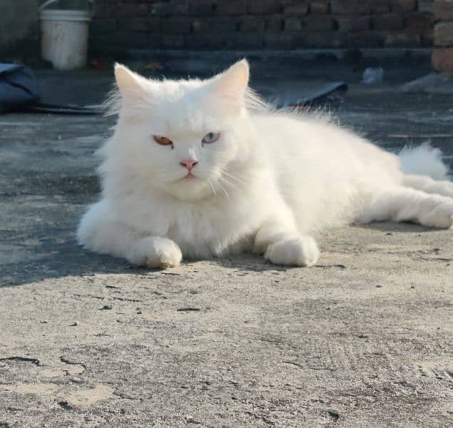 Turkish Angora
Cat breed 2