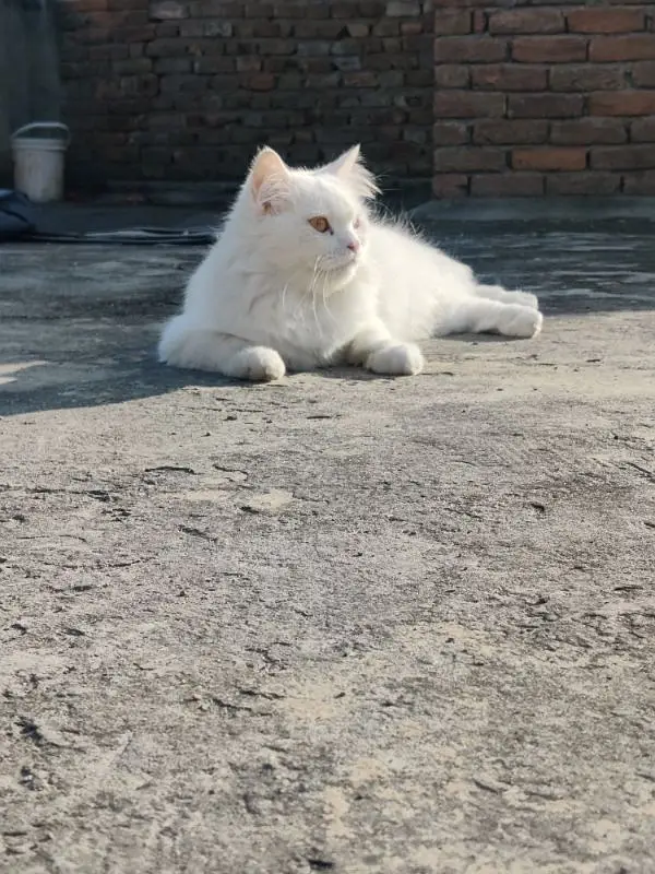 Turkish Angora Cat breed — photo 4