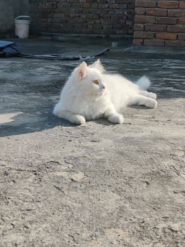 Turkish Angora
Cat breed 4