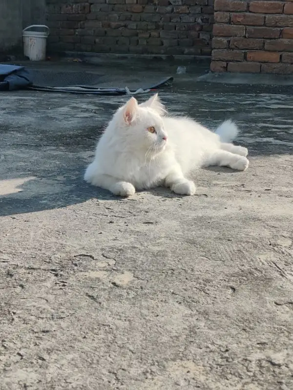Turkish Angora Cat breed — photo 5