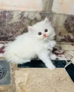 Persian cat for sale 2 month age my WhatsApp number 03276330466