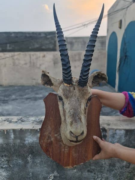 Deer head  decoration piece 5