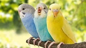 Budgies