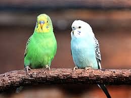 Budgies 1