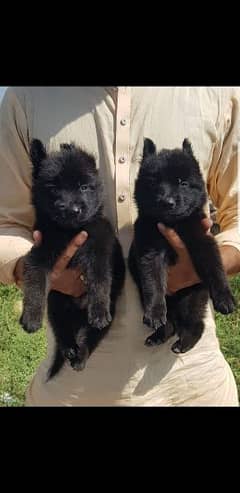 black long coat German Shepherd pair 2 month for sale