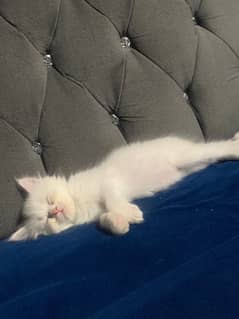 Persian female cat for sale 5 months