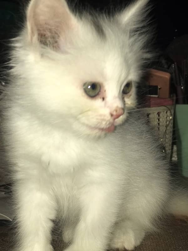 Persian female cat for sale 5 months 1