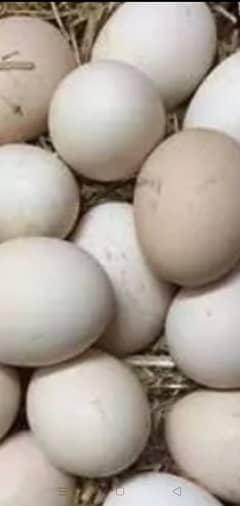 misri golden desi hens k fertili eggs