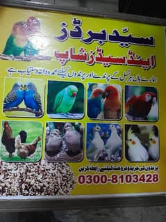 Bird sale and purchase 03054643077