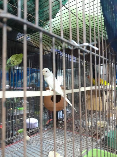 Bird sale and purchase 03054643077 1