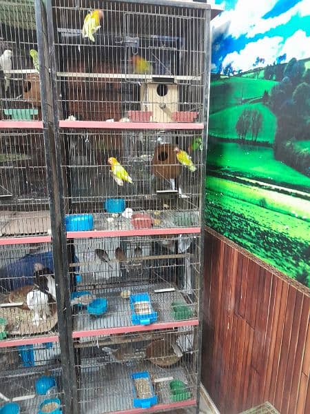 Bird sale and purchase 03054643077 3