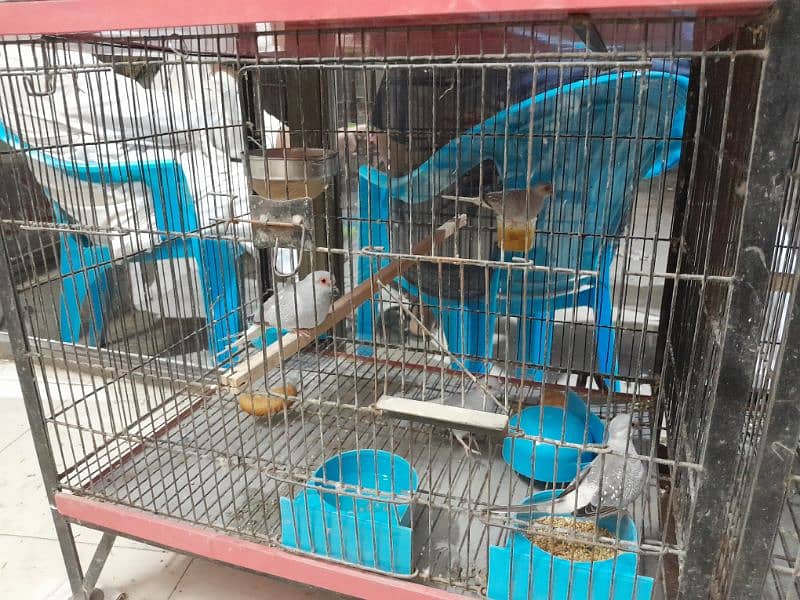 Bird sale and purchase 03054643077 9