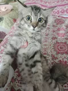 Maine coons