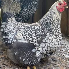 Silver wyandotte | Australorp Hertiage | Heera Paper white