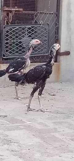 Aseel Murga Murgi Chicks pair for sale