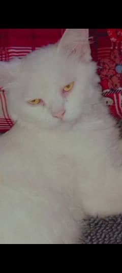 persian cat  double cot Yellow eyes sami puch face