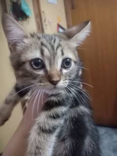 kitten